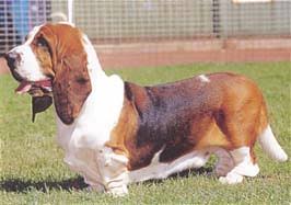 犬を家族に迎える前に